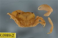 藏品(平背蜞)的圖片